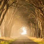 Photo by Leo_Visions on Unsplash Many youth who enter AFS programs have lived through significant loss, disruption, and trauma. They’ve changed homes, schools, and trusted adults far too often. WisdomPath Way Reparative Parenting offers caregivers the tools to make their home feel safe.
