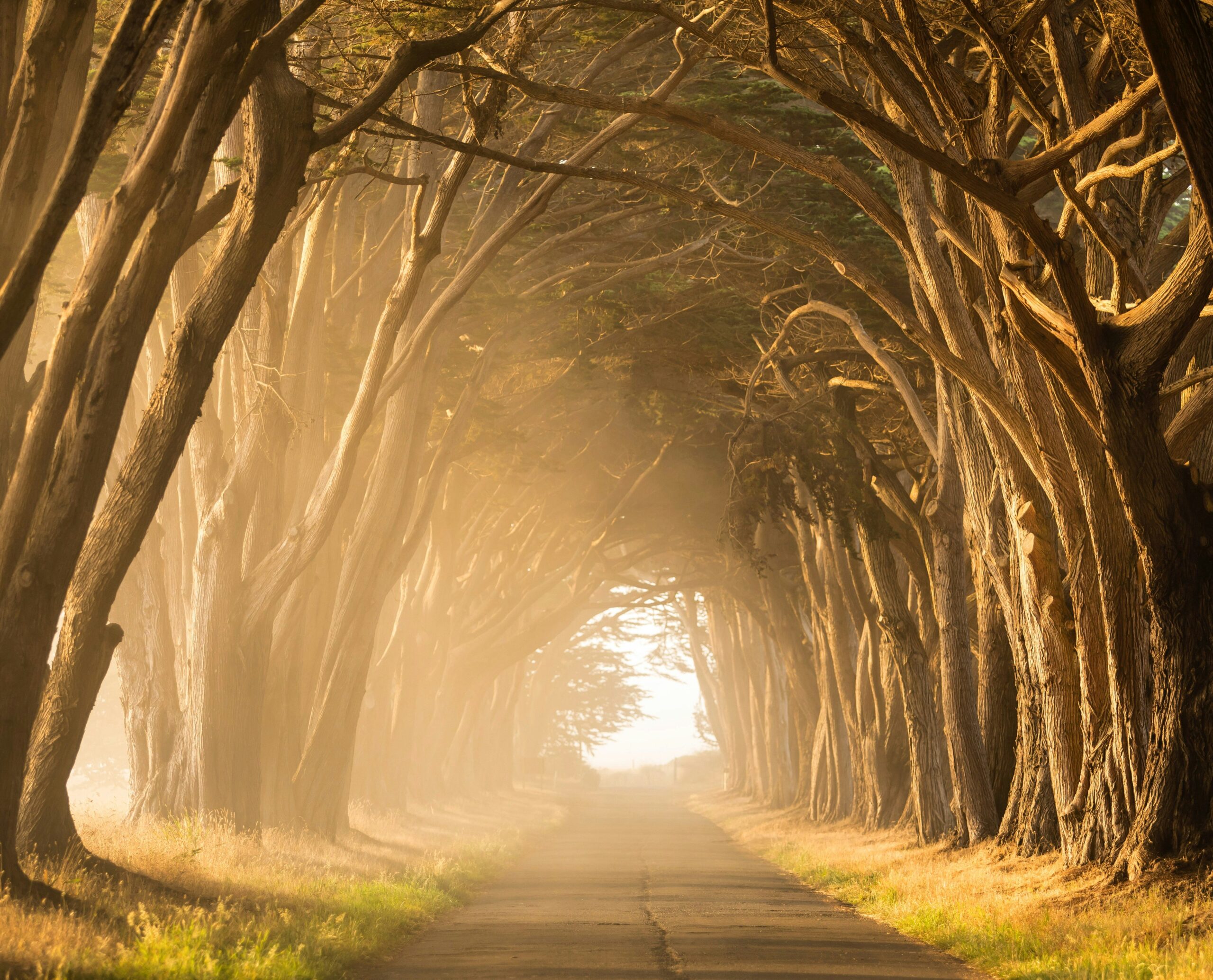 Photo by <a href="https://unsplash.com/@leo_visions_?utm_content=creditCopyText&utm_medium=referral&utm_source=unsplash">Leo_Visions</a> on <a href="https://unsplash.com/photos/empty-street-in-between-of-tall-trees-during-golden-hour-gyIRjKPXupE?utm_content=creditCopyText&utm_medium=referral&utm_source=unsplash">Unsplash</a> Many youth who enter AFS programs have lived through significant loss, disruption, and trauma. They’ve changed homes, schools, and trusted adults far too often. WisdomPath Way Reparative Parenting offers caregivers the tools to make their home feel safe.